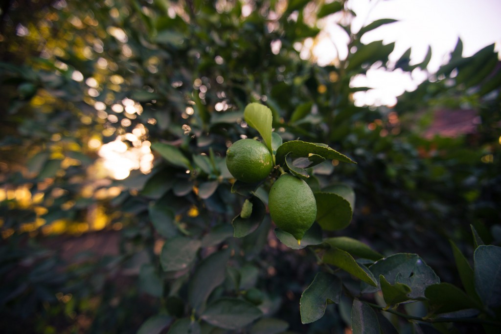 der Zitronenbaum im Garten