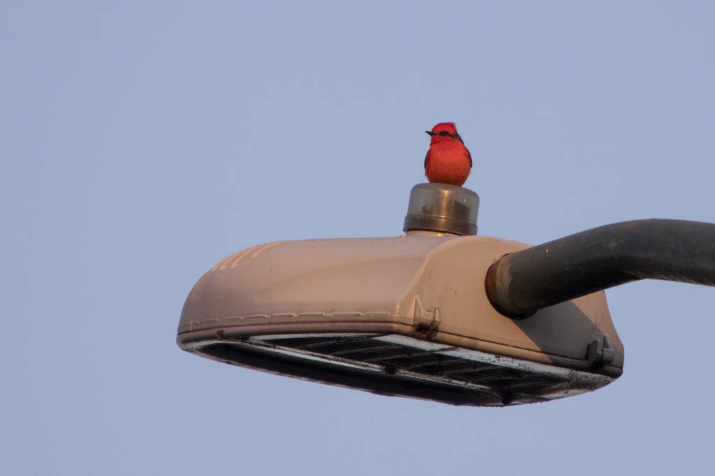 Vogel Kardinal