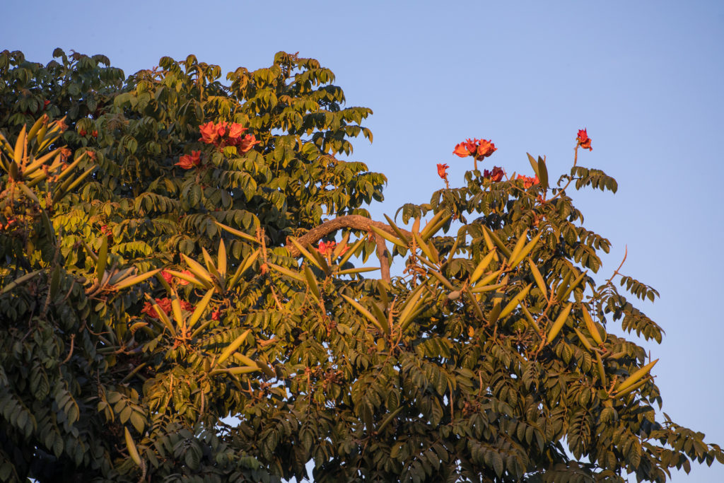 Orange Blüten am Baum
