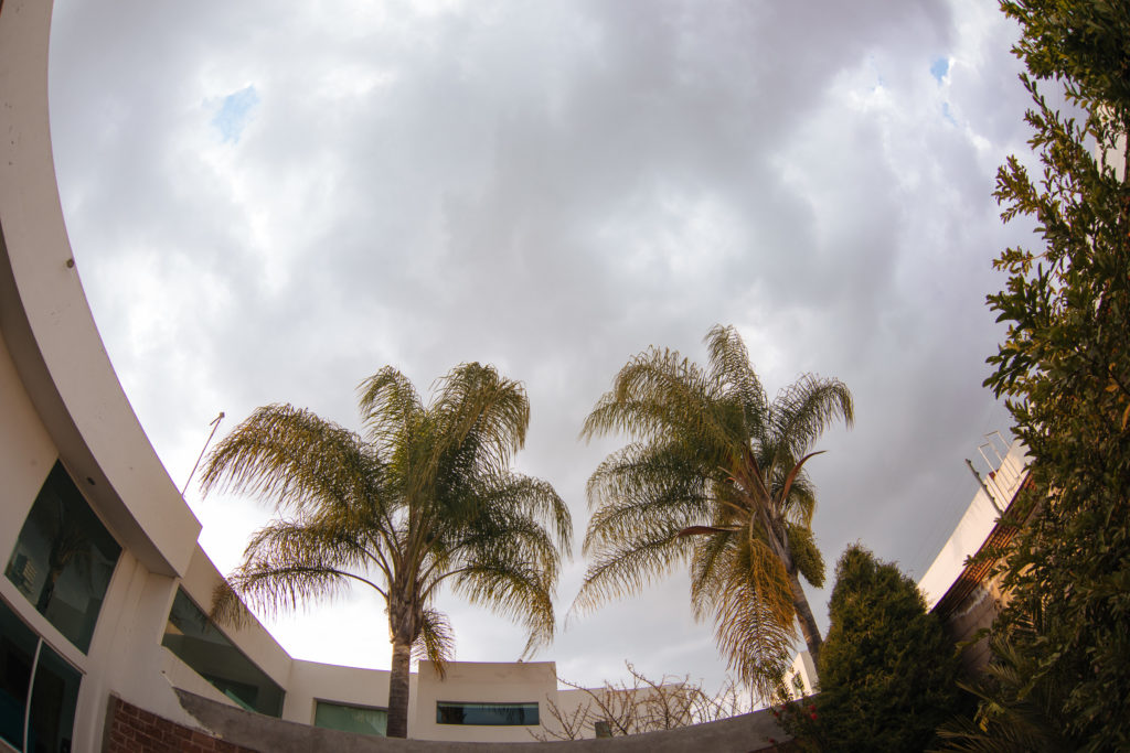 Wolken und Palmen im Garten, Lomas de Angelópolis