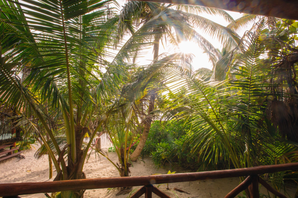 Palmen und Büsche von der unteren Terrasse der Playa Xcanan