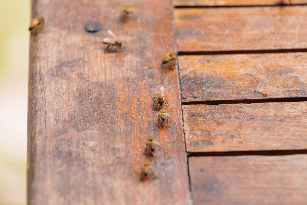 Bienen auf Marmeladenfleck auf dem Verandatisch der Playa Xcanan