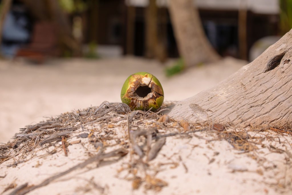Kokosnuss mit Loch am Fuß der Palme
