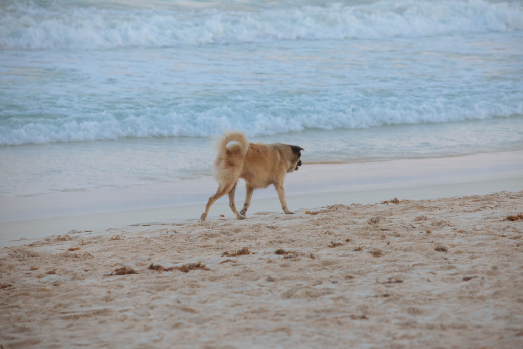 Hund von der Playa Xcanan am Meer