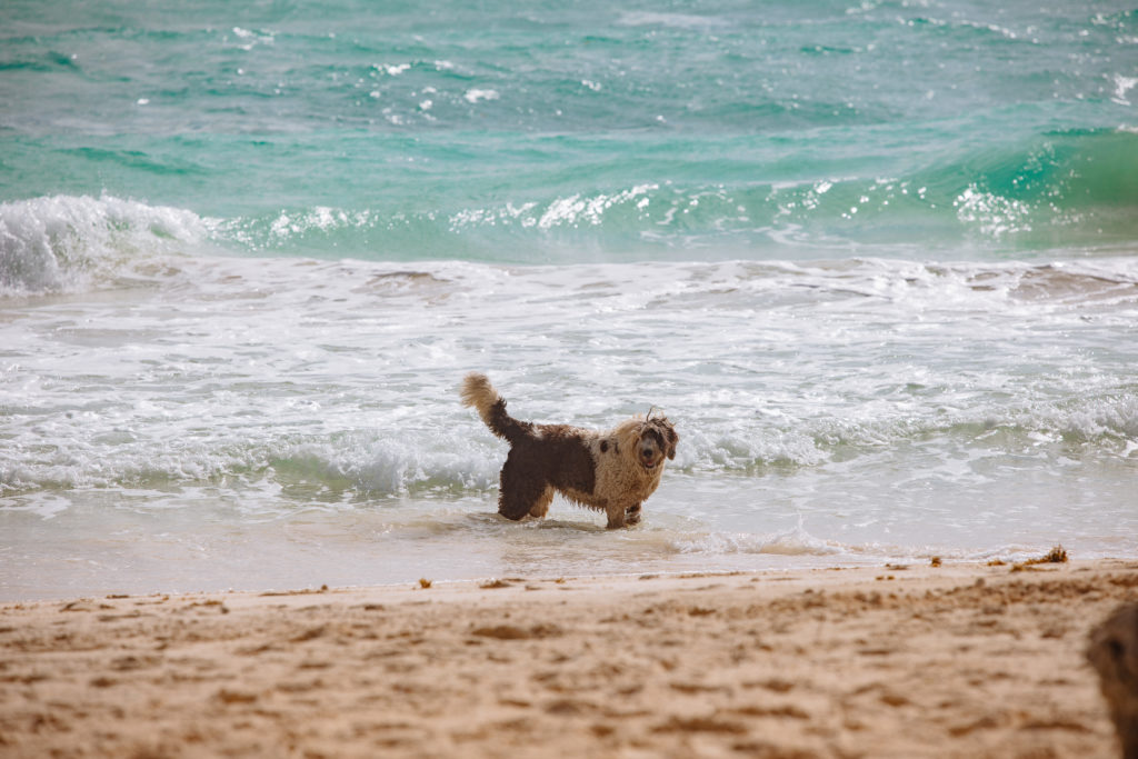 Zottelhund im karibischen Meer in Tulum
