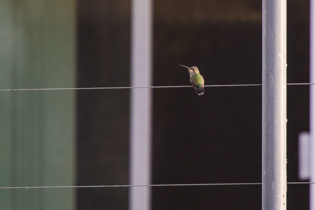 Kolibri auf dem Zaun