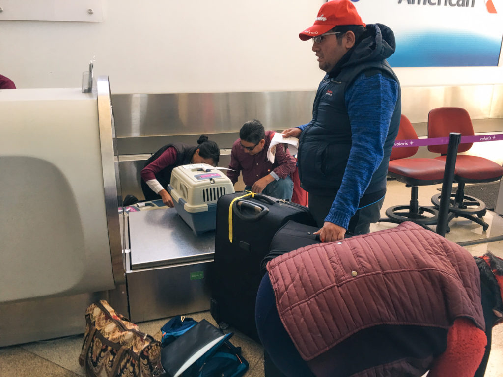 Völlig überforderte Hundeabfertigung am Flughafen Puebla